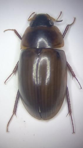 Réf. 333 395 : Enochrus ater